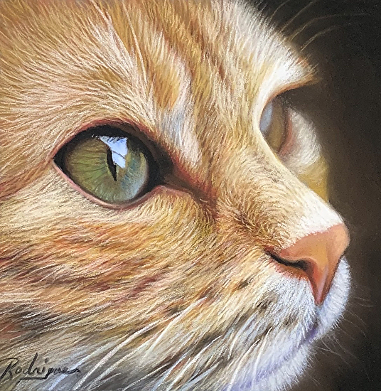 How to Draw a Cat in Pastels Full Tutorial Carole Rodrigue Fine Art