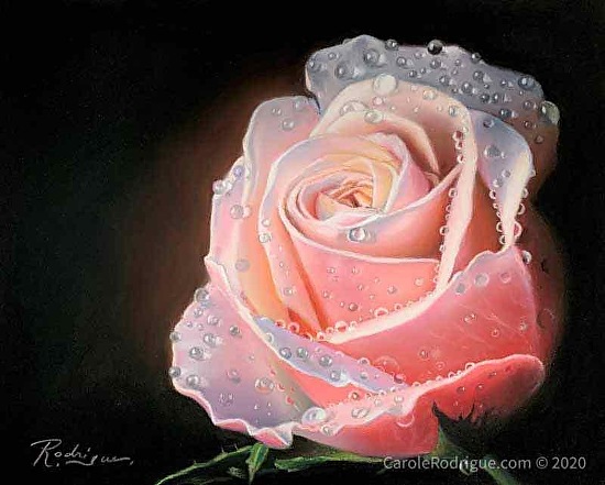 Painting a Rose in Pastels