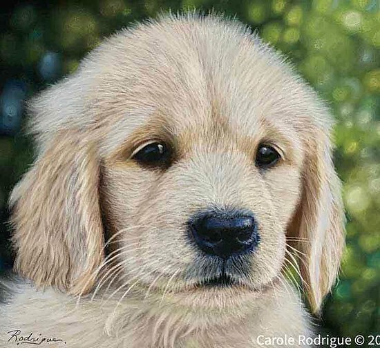 Golden Retriever Puppy Freehand Pencil Drawing Stock Photo Picture And  Royalty Free Image Image 10880278