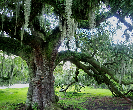 Inspiration: Painting the Dueling Oak | Adam Hall