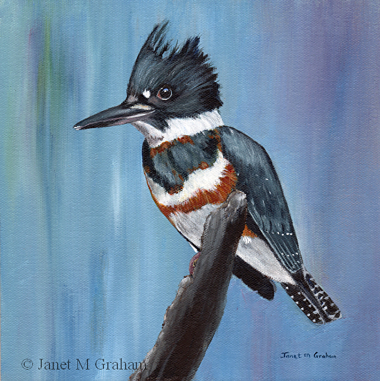 Belted Kingfisher - Art by Amelia Pruiett