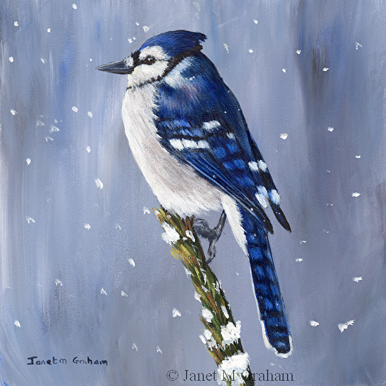 Winter Blue Jay in acrylics Janet M Graham s Painting Blog