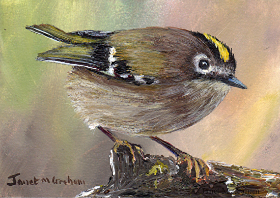 Goldcrest Aceo In Acrylics Janet M Grahams Painting Blog